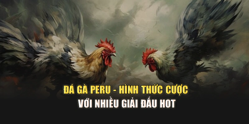 Đá Gà Peru - Hình Thức Cược Với Nhiều Giải Đấu Hot